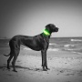 Useful Led Dog Collar Light Cover Pet Leash Collar Accessories Flashing Stuff to Protect Dog Safety Glow Light in Dark