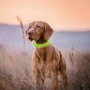 Waterproof AIDI Flashing Led Dog Necklace for Outdoor Night Safety Luminous Dog Collar Necklace light