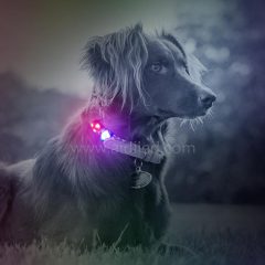 La promotion a mené des accessoires d'étiquette de collier de lumière pendante de chien allument la lumière d'étiquette clignotante de sécurité menée par chien