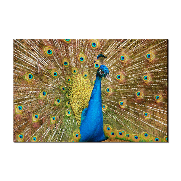 Peacock Nordic Poster Wall Art Canvas Painting Wall Pictures for Living Room Decor Mural Decoration Picture Art Print