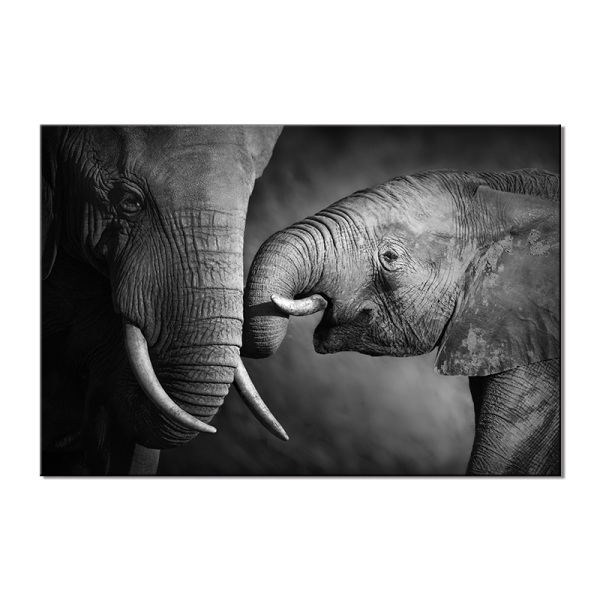 Wholesale Custom New Black and White Elephant Poster Other Wall Paintings Art on Canvas