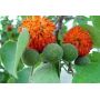 High quality Papermulberry Fruit extract with best price