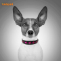 Artificial Leather Dog Bone Pattern Led Lighted Fashion Dog Collars for Pet Night Safety