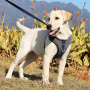 Wholesale Adjustable Comfortable Dog Harness  No Pull Nylon Reflective Pet Harness